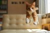 11779160-R3L8T8D-650-funny-jumping-cats-71__880.jpg