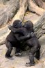 12011060-R3L8T8D-650-gorillas.jpg