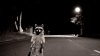 raccoon-on-the-road.jpg