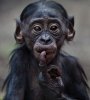 monkey-emotions-06.jpg