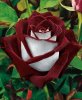 Osiria Rose..jpg