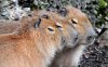 three_cute_capybaras_cuddling_up_together-1280x800.jpg