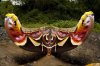 бабочка с невероятным размахом крыльев в 25 сантиметров. Гималаи.jpg