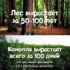 лес-Природа-промышленность-конопля.jpeg