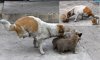 В Китае двуногая бродячая собака родила и кормит четырех щенков.jpg