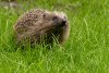 grass-prairie-animal-wildlife-mammal-garden-fauna-whiskers-hedgehog-grassland-vertebrate-forag...jpg