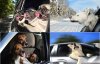 dogs-in-cars000.jpg