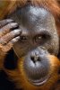 depositphotos_66709079-stock-photo-portrait-of-orangutan-close-up.jpg