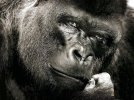 gorilla-samaja-bolshaja-obezjana-na-zemle_1.jpg