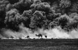 1991 год. Верблюды на фоне горящих нефтяных полей. Война в персидском заливе, Ирак.png