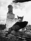 1943 год.Калужская область. Жиздра. На пепелище. Кошка с простреленным ухом..jpg