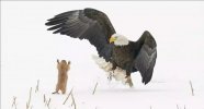 2021 год. Сурок напугал белоголового орла, когда тот промахнулся и не смог ее поймать.Фото - A...jpg
