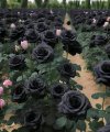 Черные розы,такое удивительное растение произрастает только в Турции.jpeg