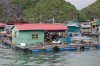 floating-village-Cat-Ba-Ha-Long-Bay-Vietnam.jpg