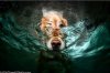 Seth Casteel Underwater Dogs 19.JPG