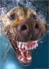Seth Casteel Underwater Dogs 7.JPG