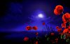 poppy-field-at-night.jpg