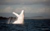 2702055-R3L8T8D-650-white-humpback-whale-albino-migaloo.jpg