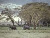 African_Elephant__Tanzania__Africa.jpg