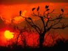 Botswana_Sunset__Africa.jpg