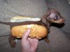 1317930811_funny_selection_of_inbread_animals_640_01.jpg