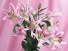 lilies-1024.jpg