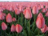 tulips6.jpg